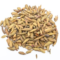 Thé blanc Ya Bao (écailles de dragon) Vietnam